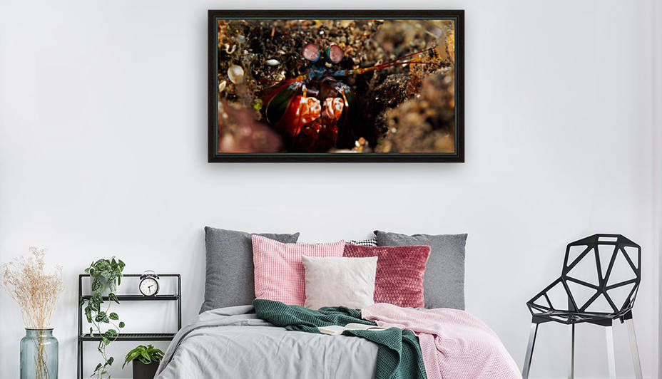 Mantis Shrimp by Michael Brown