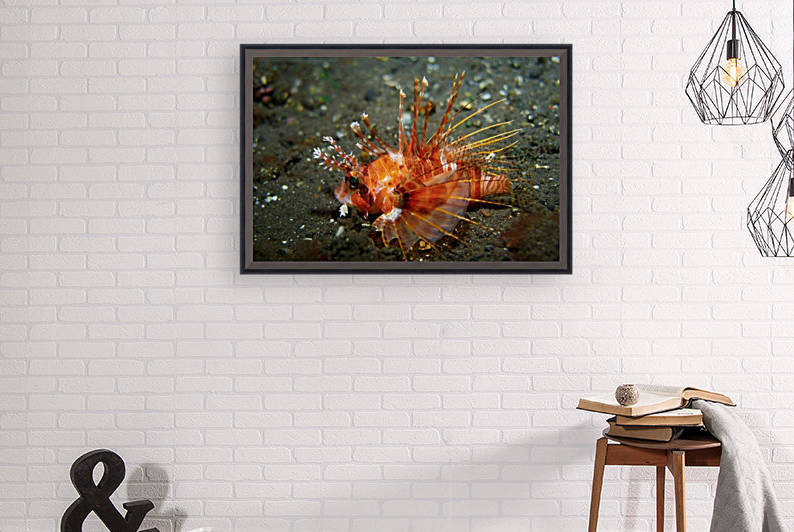Lion Fish by Michael Brown