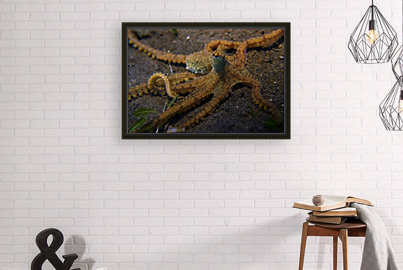 Octopus by Michael Brown