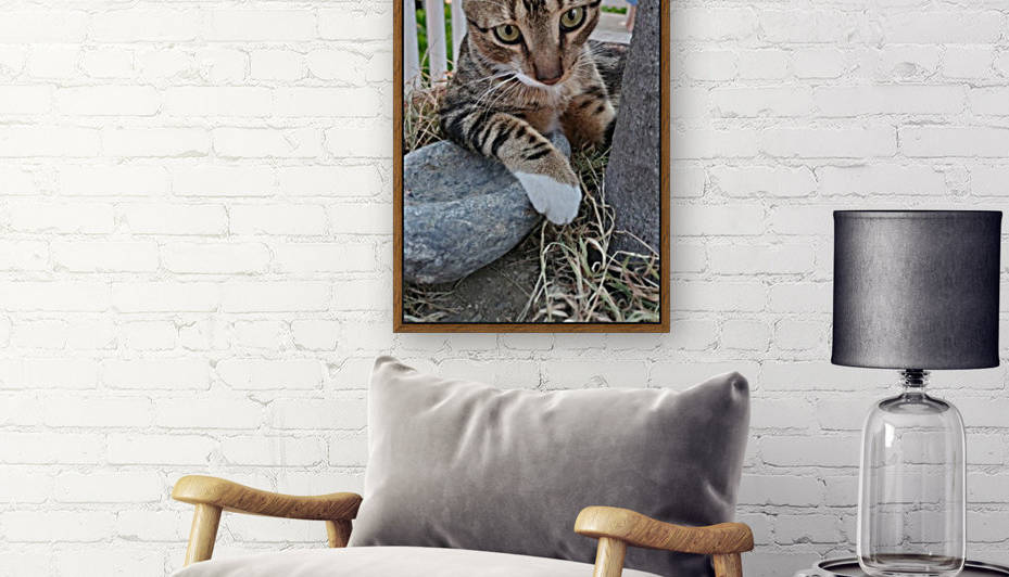 Roatan Cat by Michael Brown