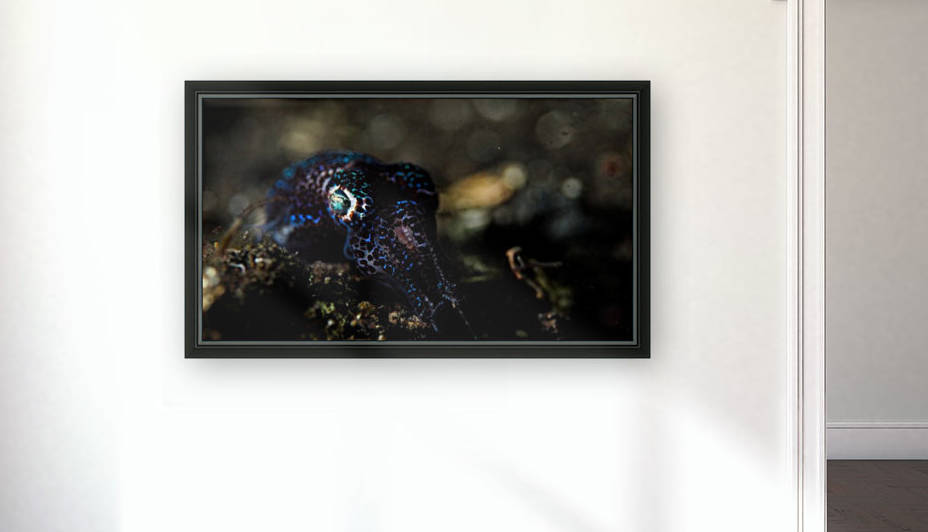 Bobtail Squid by Michael Brown