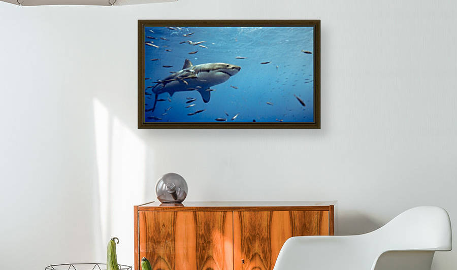 Great White Reproduction