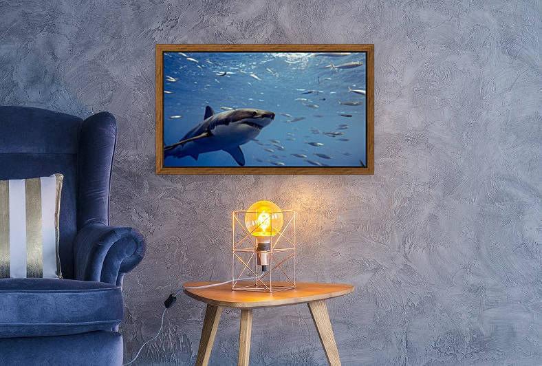 Great White Close by Michael Brown