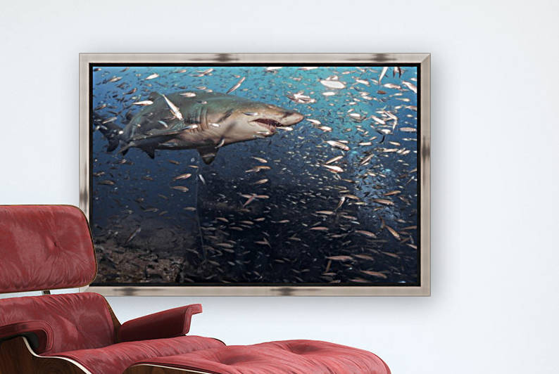 Sand Tiger Close by Michael Brown