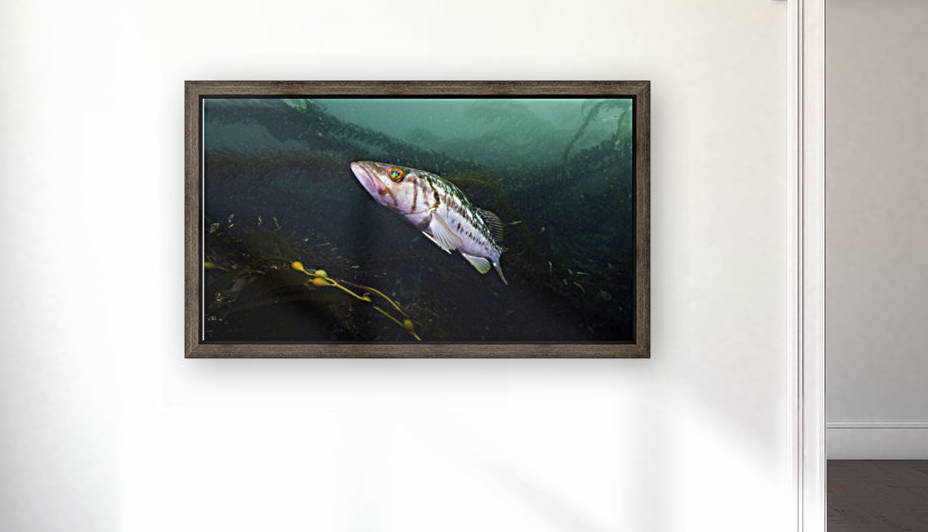 Bass California  by Michael Brown