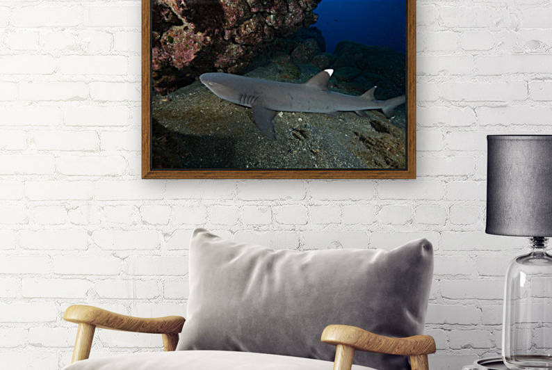 Manta by Michael Brown