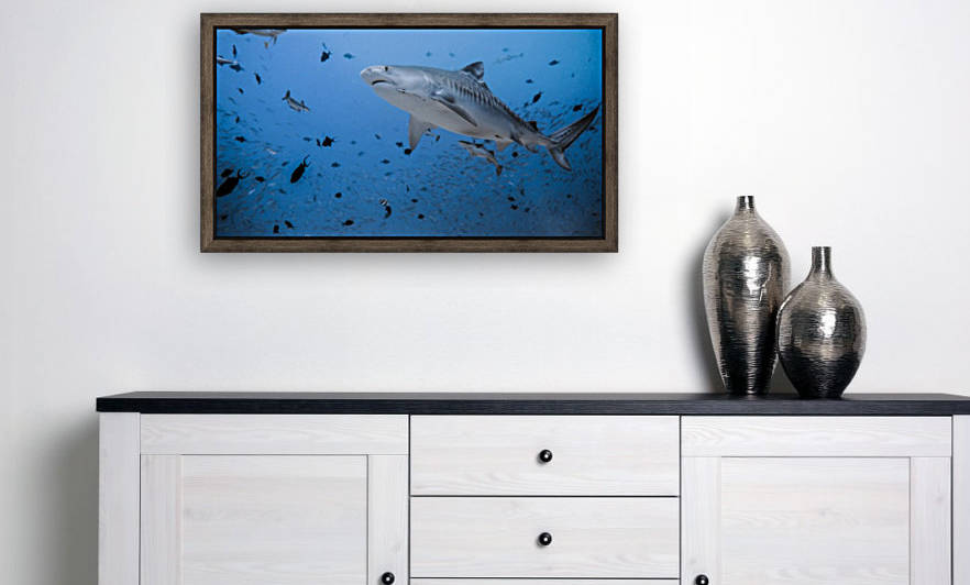 Tiger Shark by Michael Brown