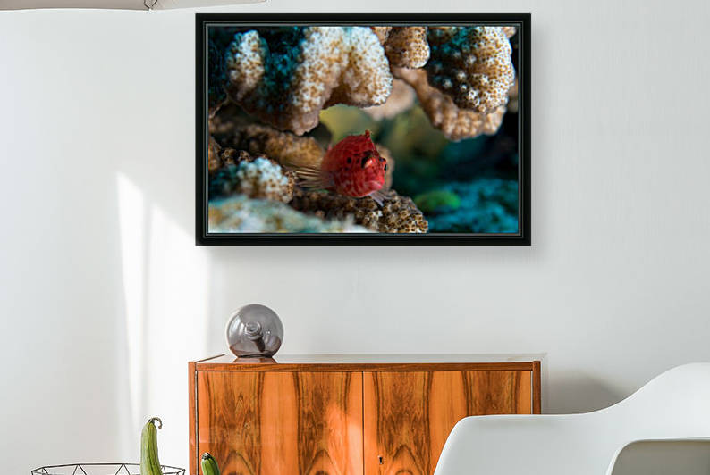 Small Fish by Michael Brown