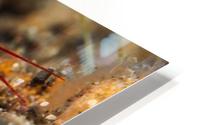 Mantis Shrimp HD Metal print