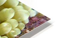 Mini Shrimp HD Metal print
