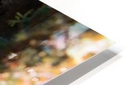 Small Fish HD Metal print