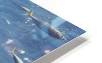 Great White Close HD Metal print
