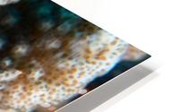 Small Fish HD Metal print