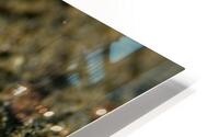 Philipines 293 HD Metal print