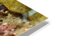 Philipines 375 HD Metal print