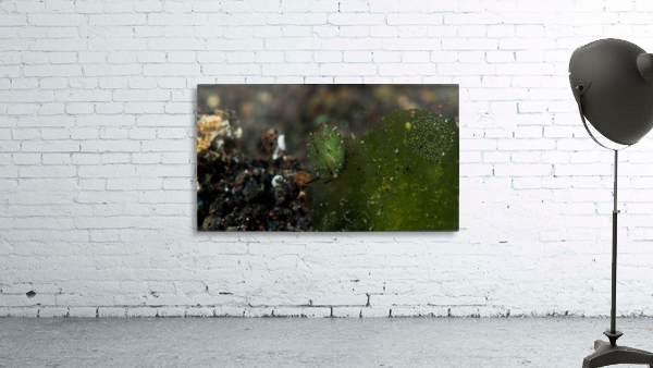 Sheep Nudi Leaf Wall Preview