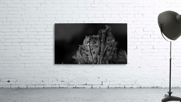 Cuttlefish B&W Wall Preview
