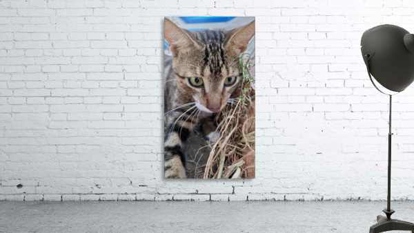 cat 2 Wall Preview