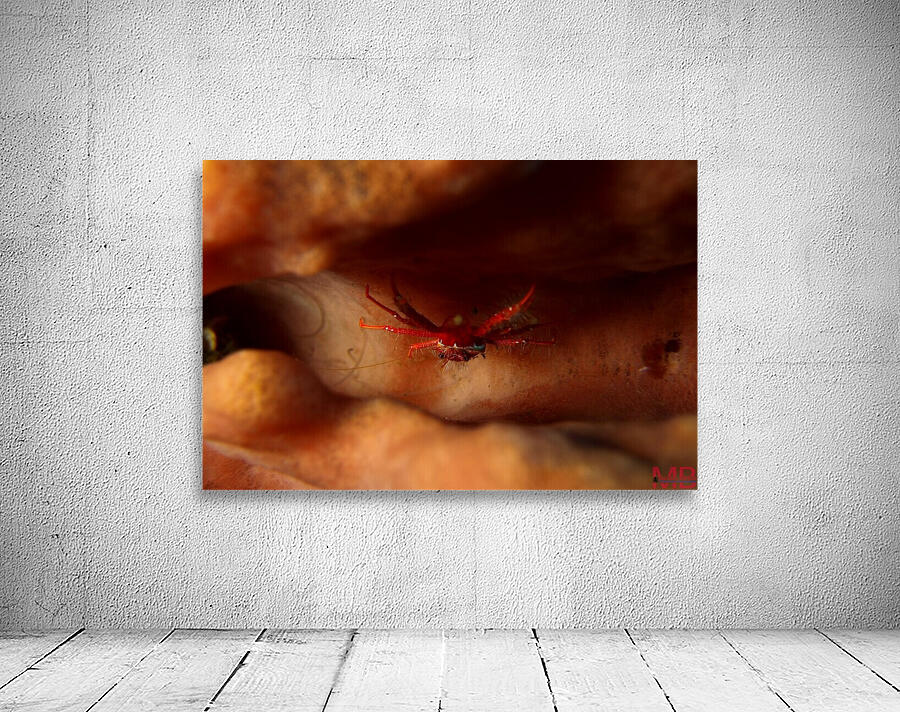 crab 2 Wall Preview