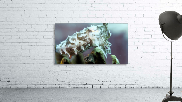 Cuttlefish Wall Preview