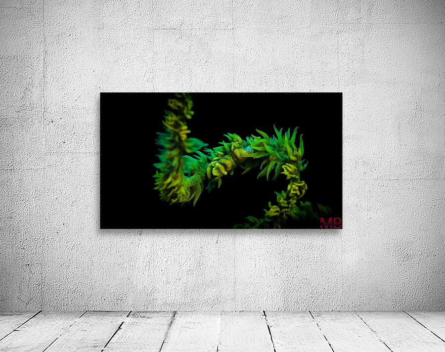 Shrimp Green Wall Preview
