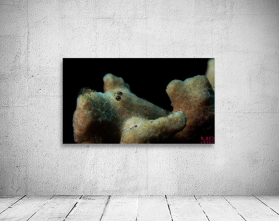 baby Fish Wall Preview