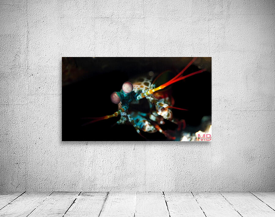 Mantis Shrimp 2 Wall Preview