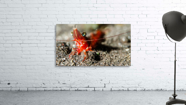 Shrimp Wall Preview