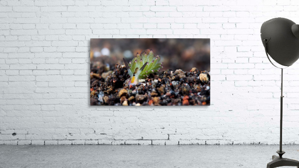 Sheep Nudi Wall Preview