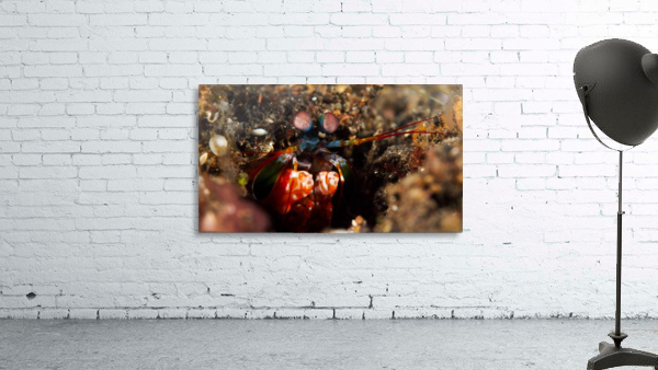 Mantis Shrimp Wall Preview