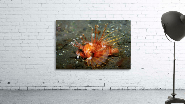 Lion Fish Wall Preview