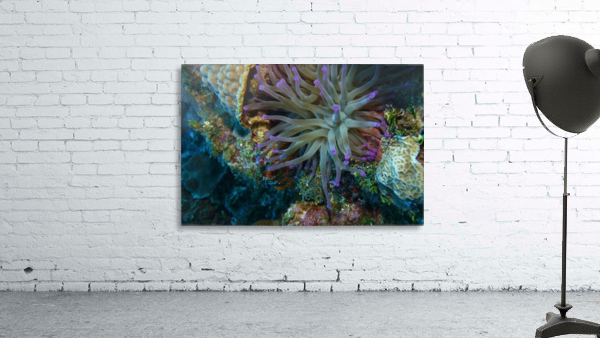 Anemone Wall Preview