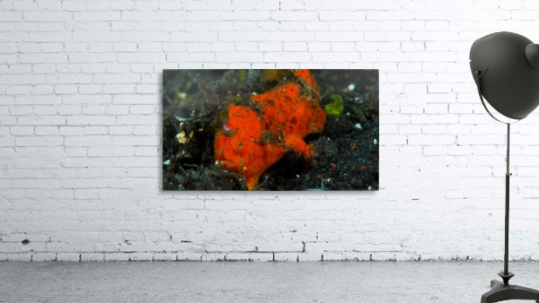Frog Fish Red Wall Preview
