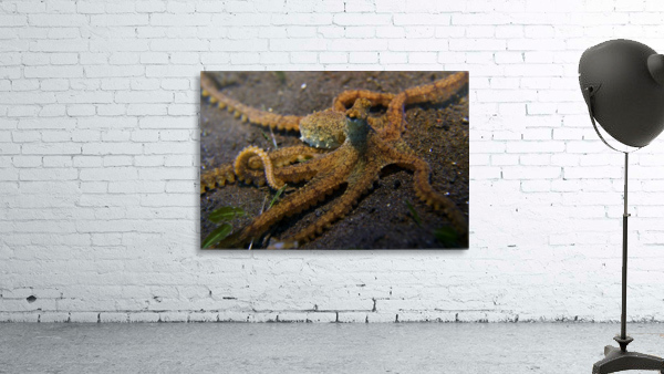 Octopus Wall Preview