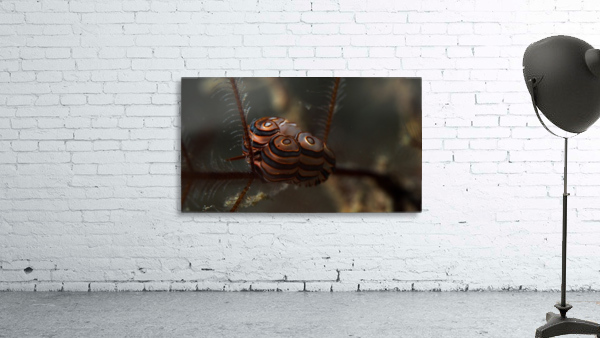 Donut Nudibranch Wall Preview