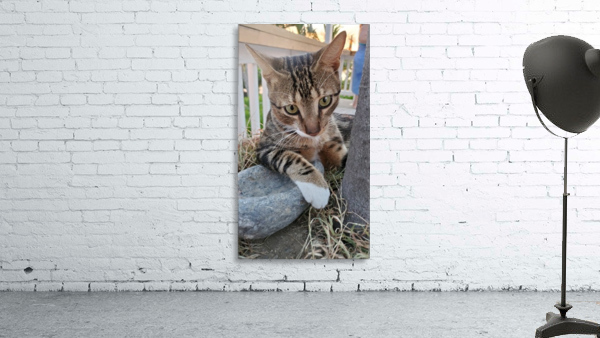 Roatan Cat Wall Preview