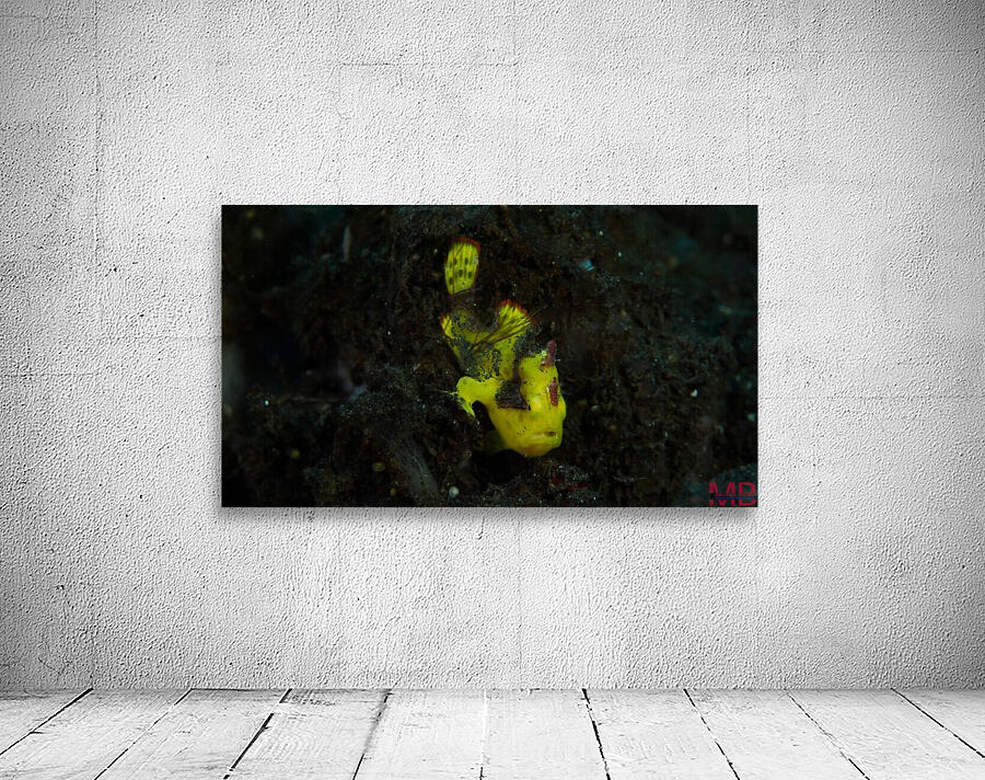 Yellow Frog Fish Wall Preview