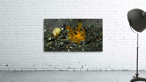 Pikachu nudibranch Wall Preview