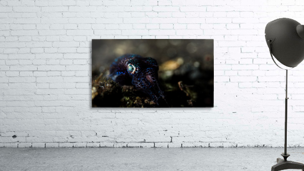 Bobtail Squid Wall Preview