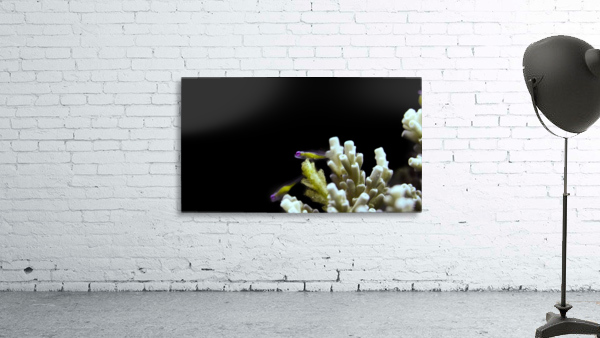Small Fish Wall Preview