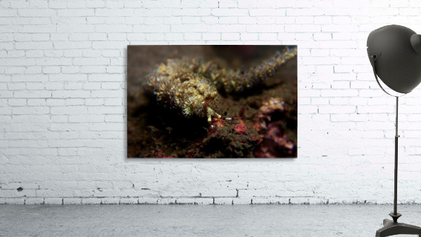 Blue dragon nudibranchs Wall Preview