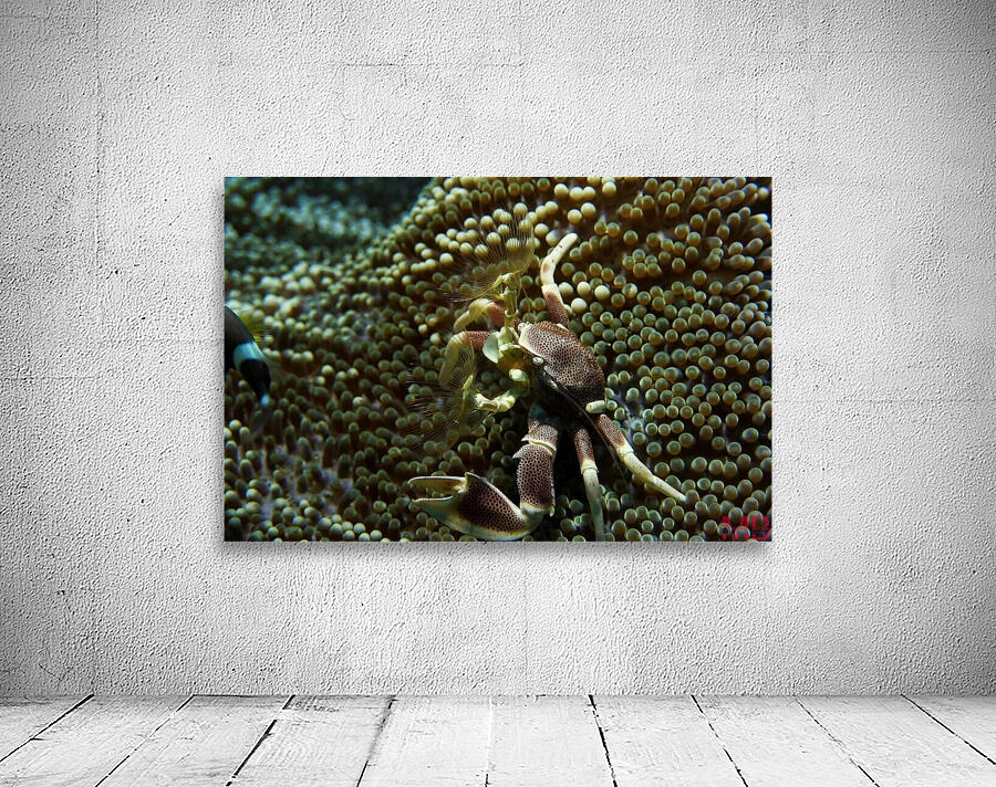 Crab for dinner Wall Preview