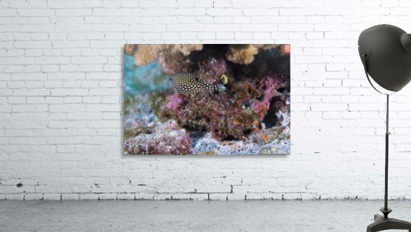 Fish Butt Wall Preview