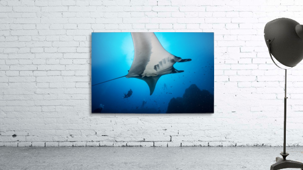 Manta bottom Wall Preview