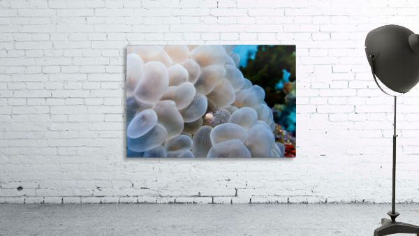 Small Crab 2 Wall Preview