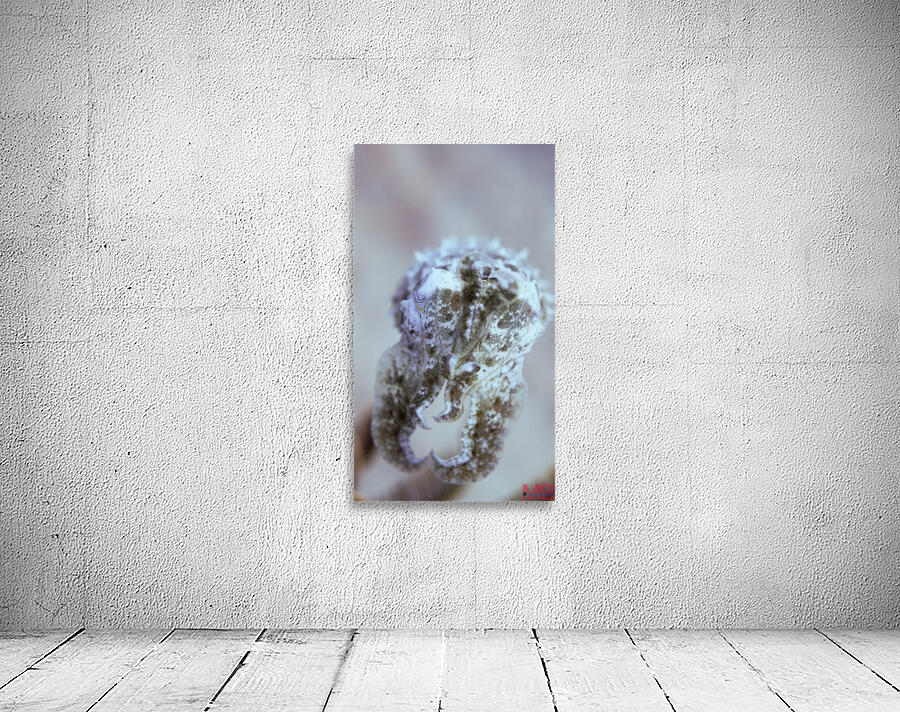 Cuttle Fish Wall Preview