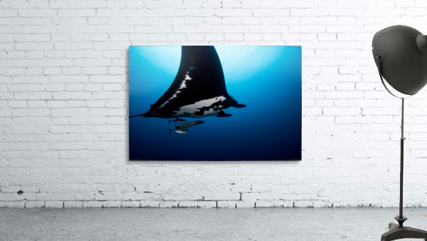 Manta Wall Preview