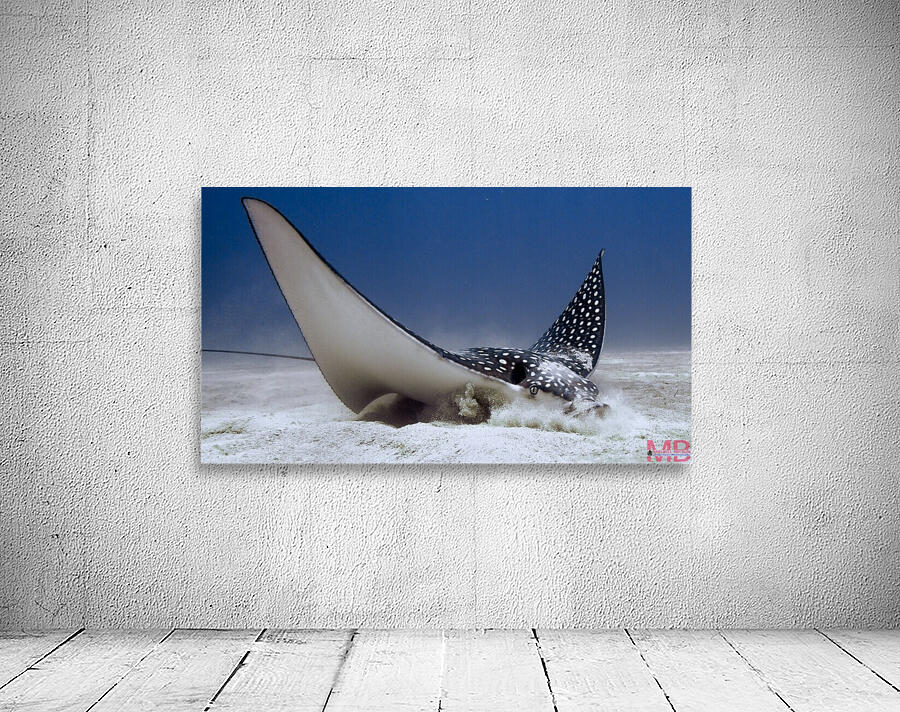 Eagle Ray Wall Preview