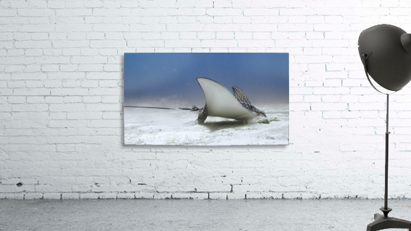 Eagle Ray Wall Preview