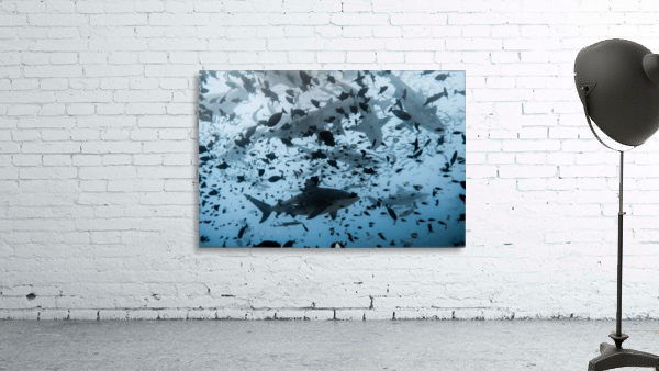 Group Sharks Wall Preview